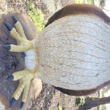 Shaarav. Age 10. Fun closer to home