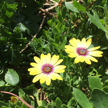 Abideepthi age 10. Yellow Sunlight Blooms
