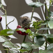 Akshana  age 9. A visit to the garden
