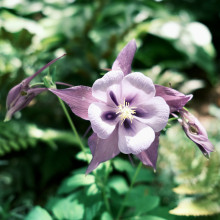 Beautiful Nature in Werribee Park Mansion. Cara age 9