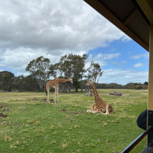 Bradley age 11. Safari Serenity