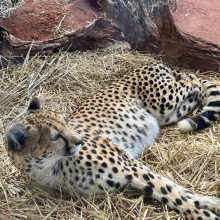 Chillin in the Jungle by Arya age 9