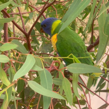 Feathers in Their First Chapter by Reaanshi, age 8