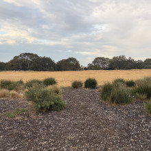  Field by Daniyah, age 7