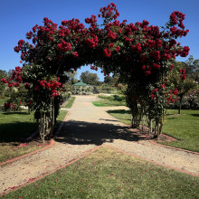 Flower Arch by Sanaa. Age 10