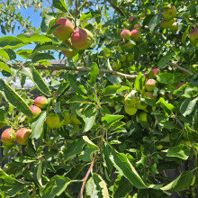 Fruit of hardwork. Aayaan age 6