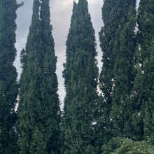  Great tall tree’s by Madison, age 8