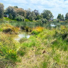 Green Paradise by Holly age 11