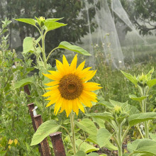 Kaushiki age 6. Photography.