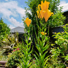 Keeping us green. Aayaan age 6