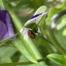 Ladybug in the community garden. Harriet age 7