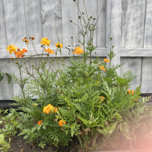  My planted seeds are blooming by Ashlyn age 6