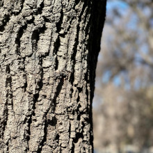 Photographer by Kaveri age 11.