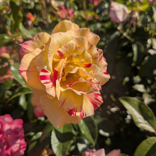 Rose flower by Riya, age 9.