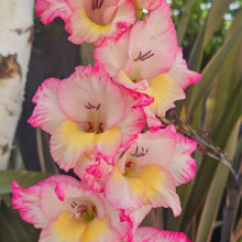 Serene pink. Ansh age 8