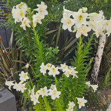 Spreading Peace. Ansh age 8