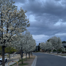 Spring morning by Vedika. Age 11