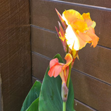 Survival of the fittest. Ansh age 8