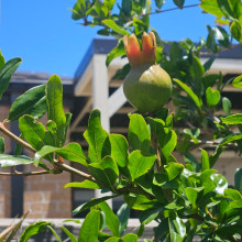 The fruit with a Crown. Aayaan age 6