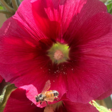 Honey Bee by Ashneer age 7