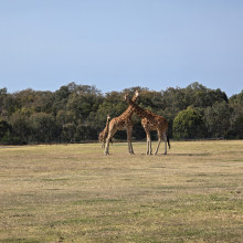 the savannah by  Rosina age 5