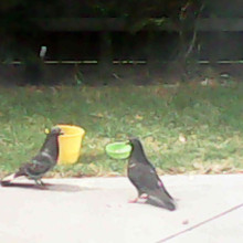 Birds in my backyard by Anaisha, age 6