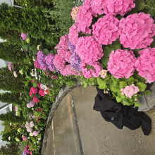 Enchanted Bloom by Ravleen age 6