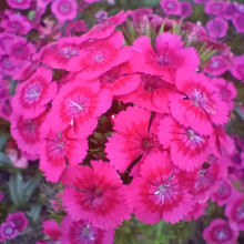 Flowers by Alexander, age 8