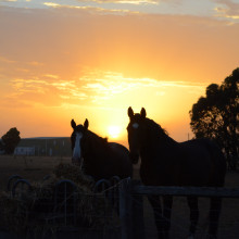 Golden hour grazing by Gagan, age 11