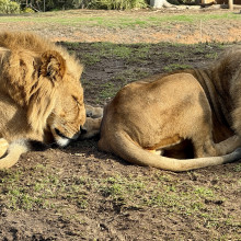 Lion Besties by Kyra, age 6