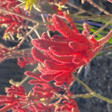 My favourite vibrant flower 🌸 by Billie, age 8