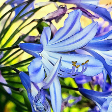 Nature's Gift by Rachna, age 9