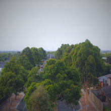 Suburban Canopy Avenue by Matthew, age 12