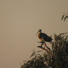 Sunset Glory by Ella, age 12.