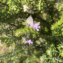 Thirsty butterfly by Harish, age 5
