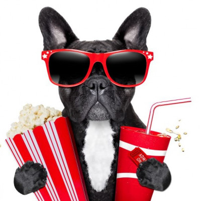 A pug dog, wearing red glasses, and carrying a box of popcorn and a softdrink