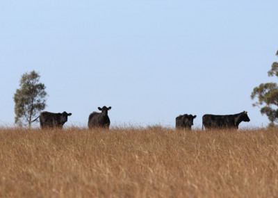 Land Protection Grant Scheme