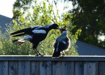 Magpies