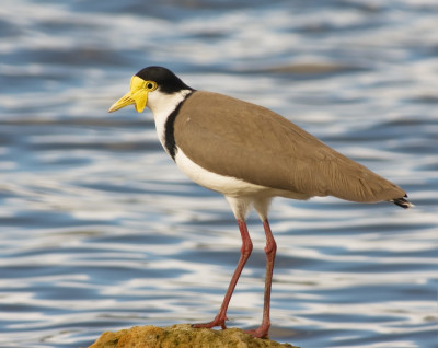 Plovers