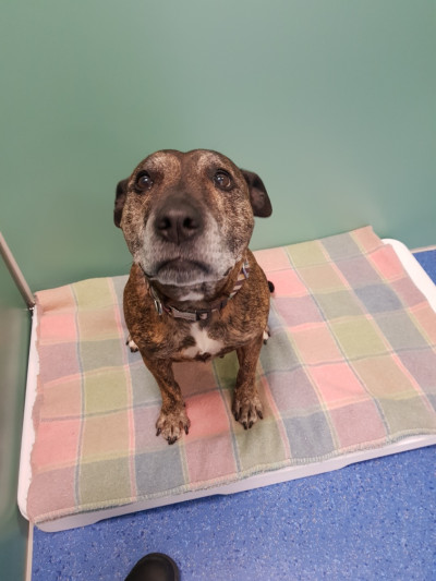 Staffy (Ref 1)