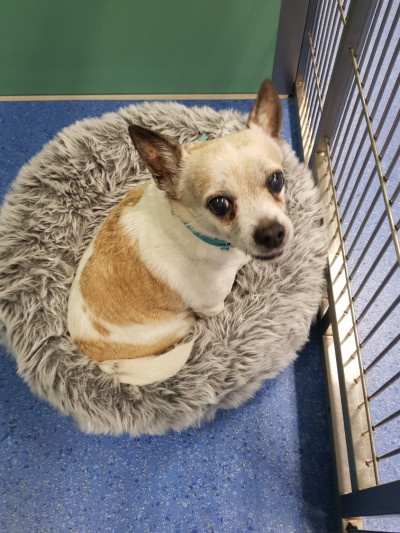 Jack Russell Terrier (Ref 1)