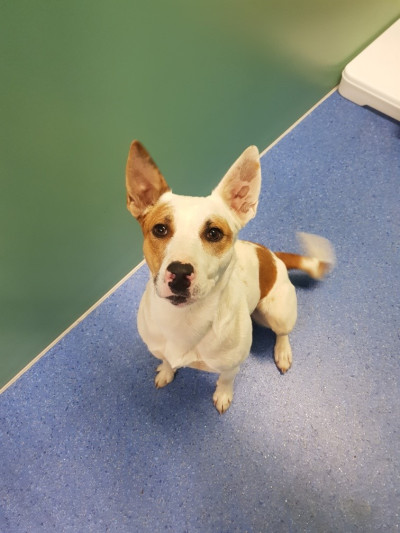 Border Collie Cross (Ref 1)