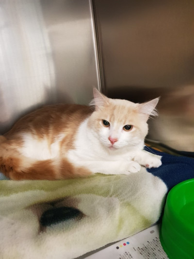 Domestic Medium Hair (Ref 12)