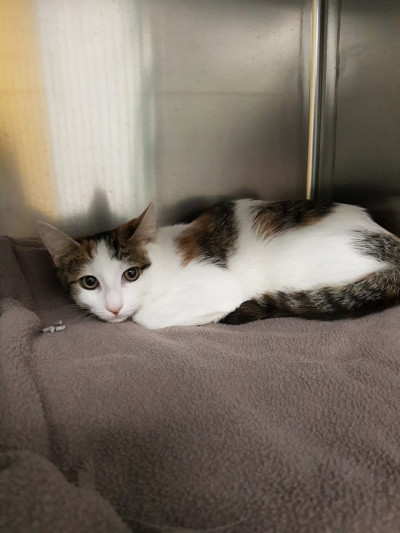 Domestic Short Hair (Ref 16)