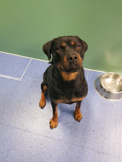Rottweiler (Ref 3)