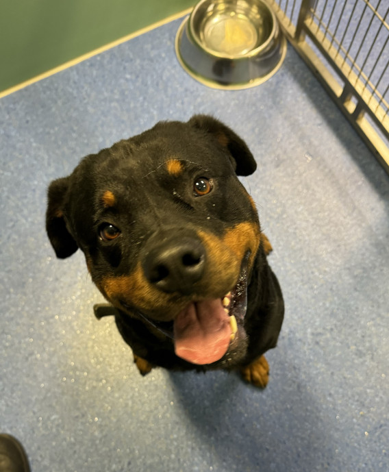 Lost Animals | Wyndham City