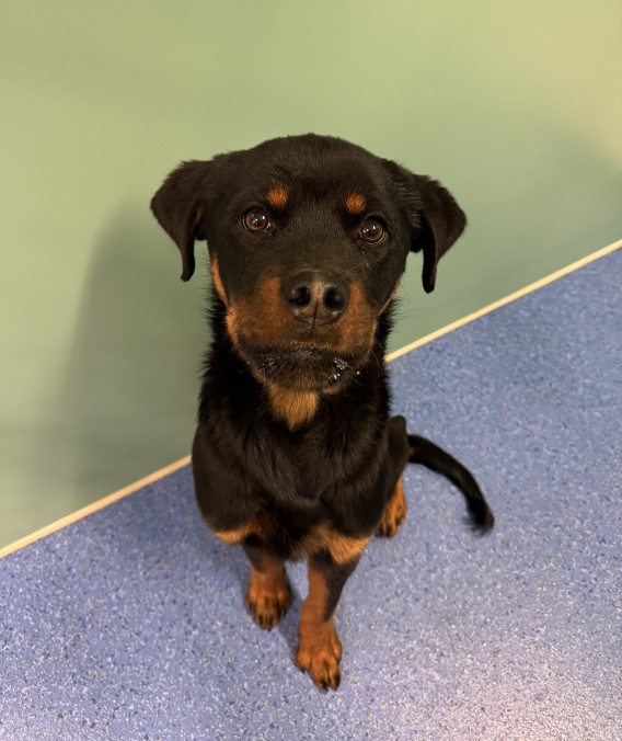 Lost Animals | Wyndham City