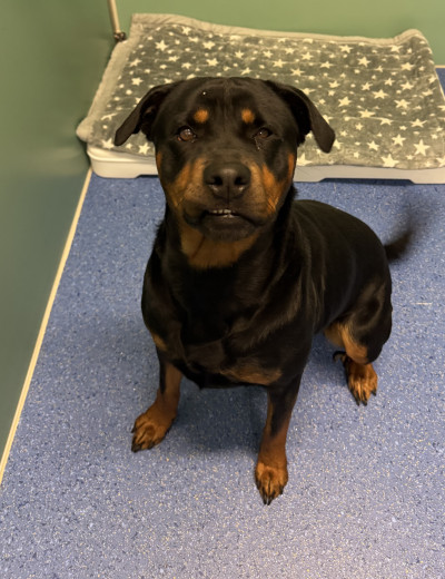 Rottweiler (Ref 7)