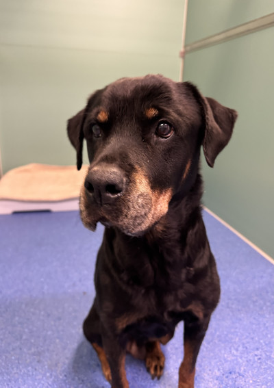 Rottweiler (Ref 7)