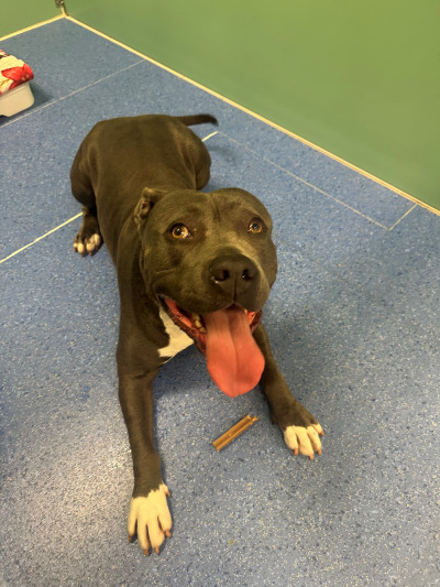 Staffy (Ref 4)